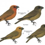 Koa Finch
