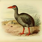 Leguats Rail