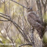 Madagascar Cuckoo-Hawk