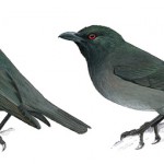 Norfolk Starling