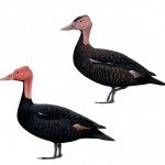 Pink-headed Duck