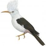 Reunion Starling