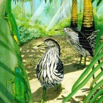 Rodrigues Night-heron