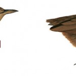 Stephens Wren