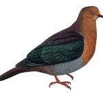 Tanna Ground-dove