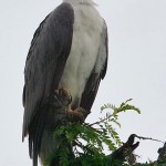 White-bellied Sea Eagle