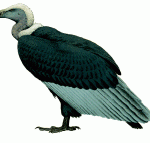 White-rumped Vulture