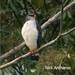 White-browed Hawk