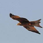 Yellow-billed Kite