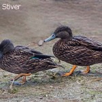 Mellers Duck