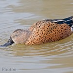 Red Shoveler