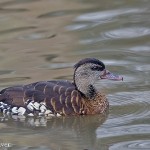 Spotted Whistling Duck