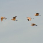 Cattle Egrets flying
