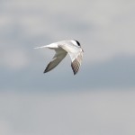 Common Tern