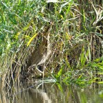 Eurasian Bittern