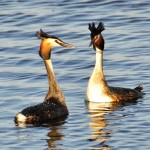 Great Crested Grebe courting