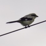 Great Grey Shrike