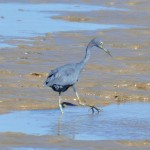 Little Blue Heron