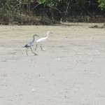 Little Blue Heron juveniles