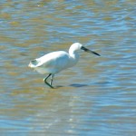 Little Blue Heron white morph