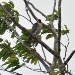 Peregrine Falcon