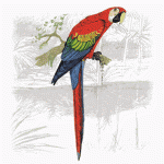 Scarlet Macaw