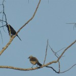Shiny Cowbird