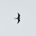 Swallow-tailed Kite