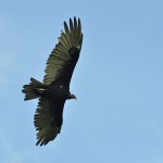 Turkey Vulture in flight