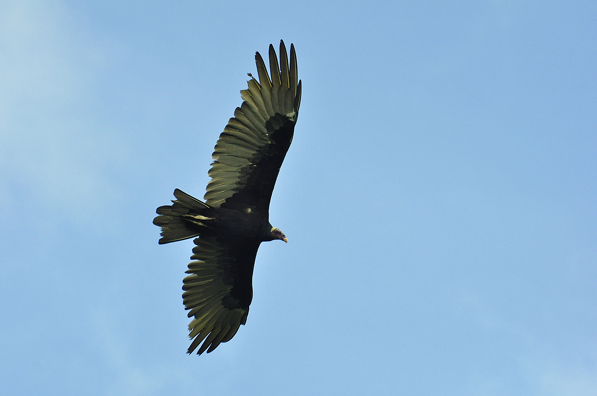 Turkey Vulture in flight
