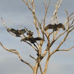 Turkey Vultures sunbathing