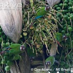 White-eared Parakeet