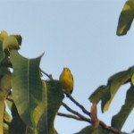 Yellow Warbler