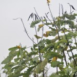 Yellow Warbler