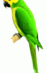 Yellow-eared Parrot