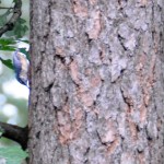 European Nuthatch