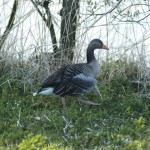 Greylag Goose