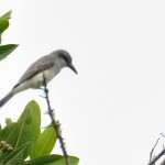Grey Kingbird