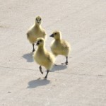 Greylag Goose cubs