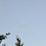 greylag geese