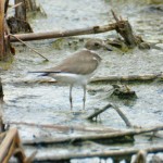 Non-breeding Semipalmated Plover