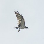 Osprey with prey