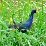 Purple Gallinule