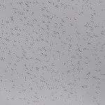 Starlings