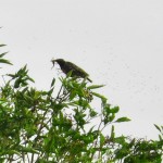 Starling with prey