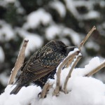 Starling