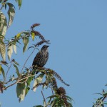 Starling