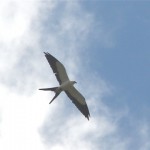 Swallow-tailed Kite