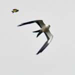 Swallow-tailed Kite