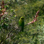 Andean Parakeet